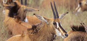 Game & Wildlife Auctions