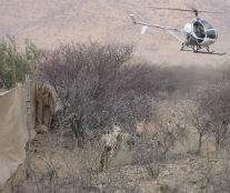 Wildlife boma capture