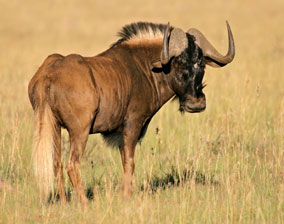 Black Wildebeest