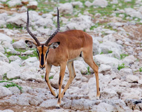 Black-faced Impala