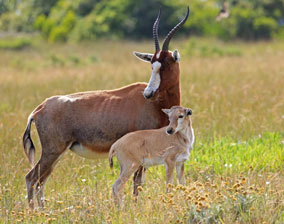 Blesbok