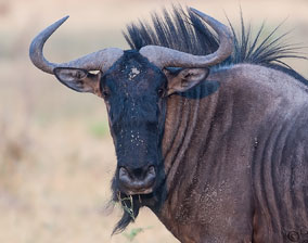 Blue Wildebeest