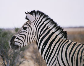 Burchell's Zebra