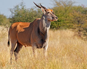 Eland