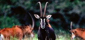 Game & Wildlife For Sale