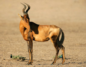Hartebeest