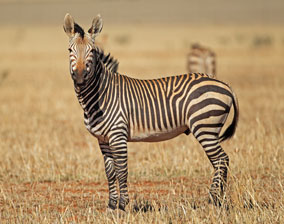 Hartmann's Zebra