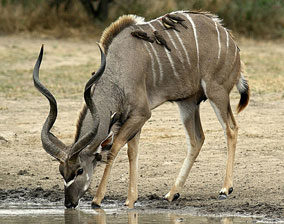 Kudu