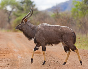 Nyala