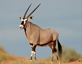 Oryx