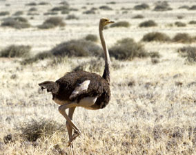 Ostrich