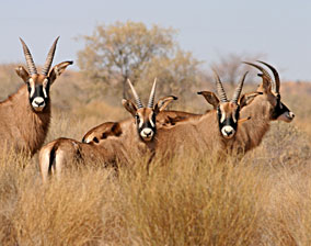 Roan antelope