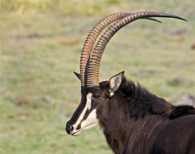 Sable antelope