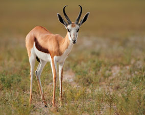 Springbok