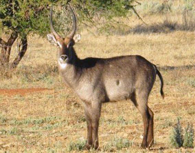 Waterbuck